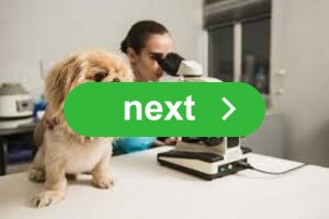 Veterinaire-reasearch-2-